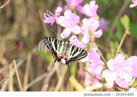 杜鵑花的禮物 10305484