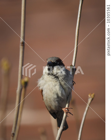 Sparrow on branch 10305561
