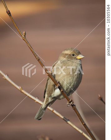 Sparrow on branch 10305564