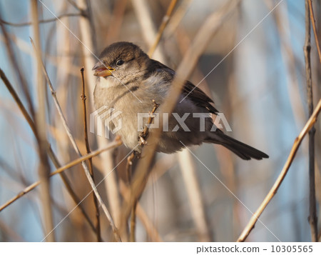 Sparrow on branch 10305565