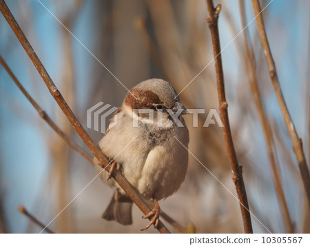 Sparrow on branch 10305567