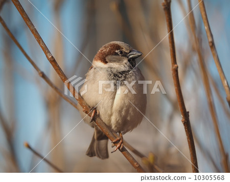 Sparrow on branch 10305568