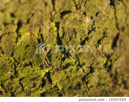 dried needles on bark 10305569