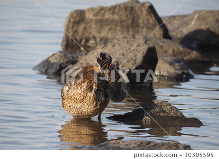 duck swims in the lake duck swims in the lake 10305595