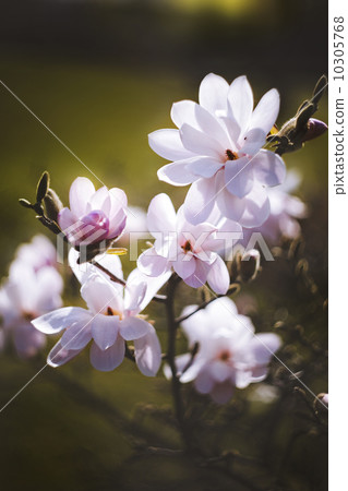 magnolia flower in the park on dark background magnolia flower in the park on dark background 10305768