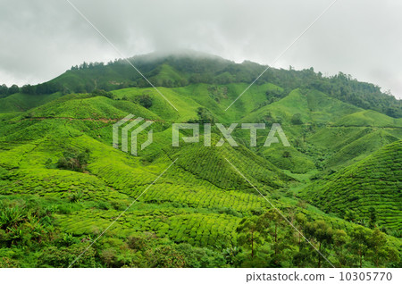Tea plantation 10305770