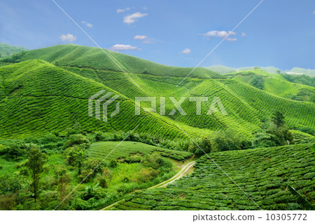 Tea plantation 10305772