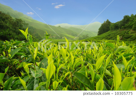 Tea plantation Tea plantation 10305775
