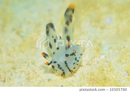 Nuushi Nuushi 10305780