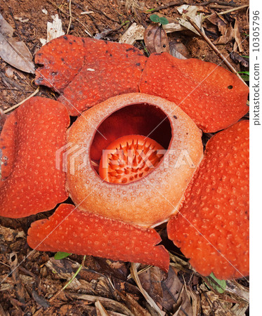 Rafflesia. The largest flower in the world. 10305796