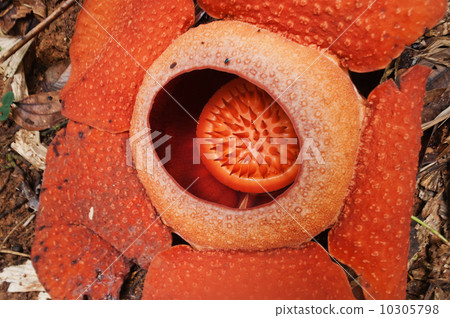 Rafflesia. The largest flower in the world. 10305798