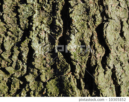 bark. background 10305852