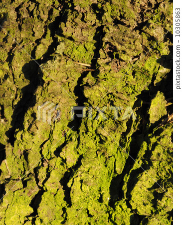 bark. background 10305863