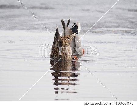 ducks swim upside down 10305873