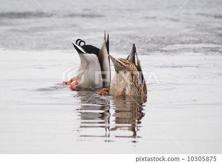 ducks swim upside down 10305875