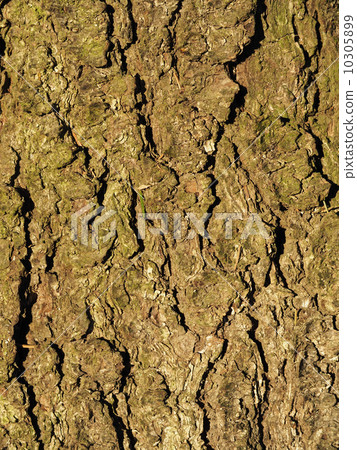 bark. background 10305899