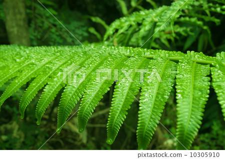 Fern leaf with water drops Fern leaf with water drops 10305910