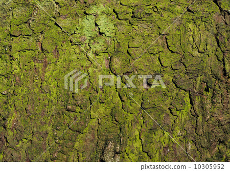bark. background bark. background 10305952