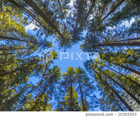 crown trees crown trees 10305953