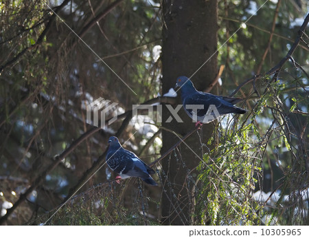 pigeons on fir branch in the forest 10305965