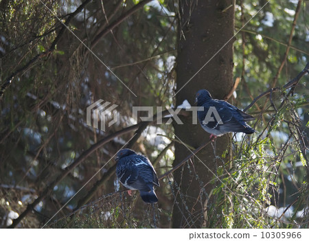 pigeons on fir branch in the forest pigeons on fir branch in the forest 10305966