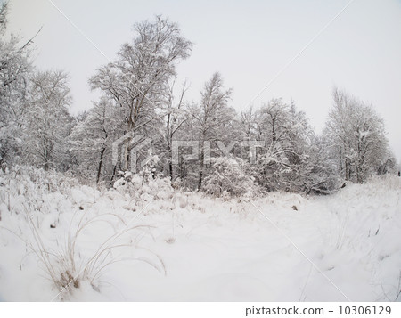 winter forest winter forest 10306129