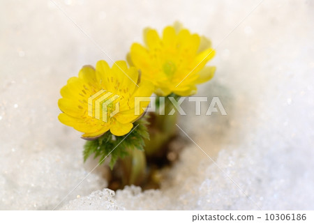 Adonis ramosa 10306186