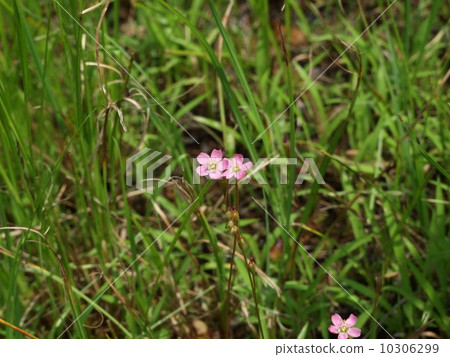 野生鸚鵡湯的花 野生鸚鵡湯的花 10306299