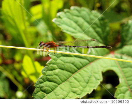 與莖的藍色蘑菇炸肉排 10306300