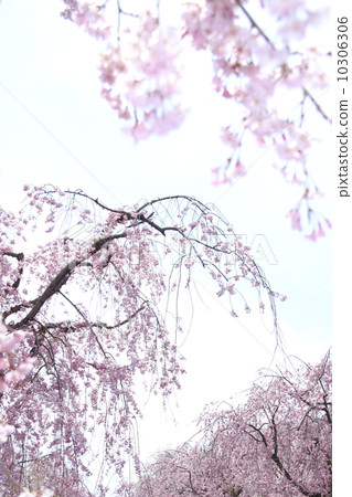 死棕色櫻桃樹 10306306