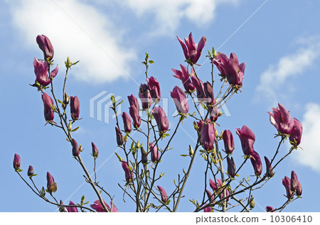 Shimokuren (purple black lotus) 10306410