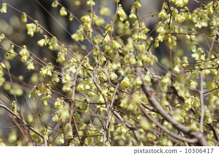 Hyuga mizuki Hyuga mizuki 10306417