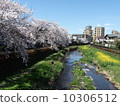櫻花，強姦花和Nogawa 10306512