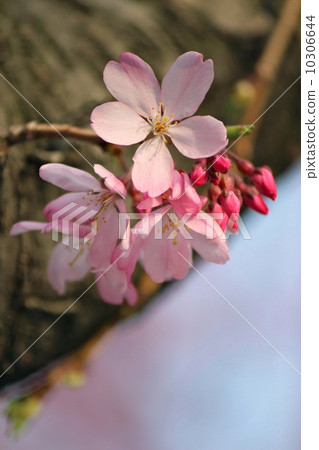 櫻花 櫻花 10306644