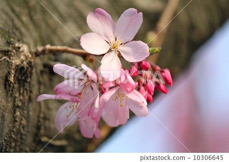 櫻花 櫻花 10306645