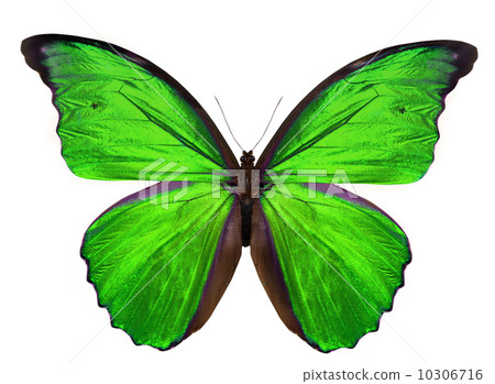 beautiful butterfly isolated on white 10306716