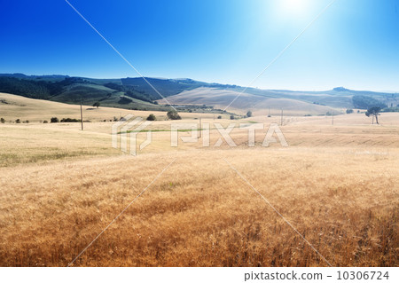 barley hills Tuscany, Italy barley hills Tuscany, Italy 10306724