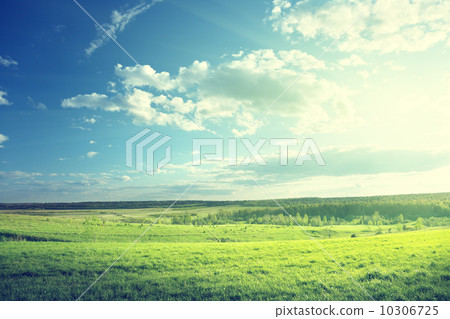 field of spring grass and forest field of spring grass and forest 10306725