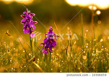 Morning at grass roots level 10306859