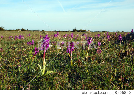 Wild orchid flowers field Wild orchid flowers field 10306860