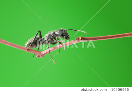 Macro of ant on twig 10306956