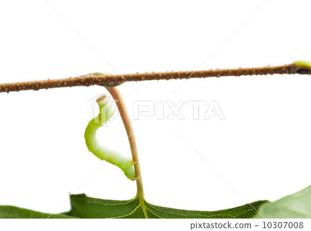 Inchworm climbing on birch twig 10307008