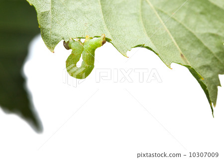 Green geometrid Green geometrid 10307009