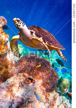 Eretmochelys imbricata 10307102