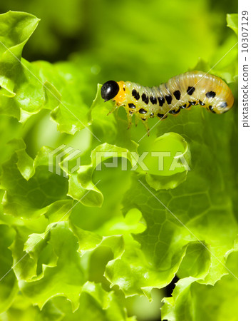 Caterpillar over lettuce background Caterpillar over lettuce background 10307129