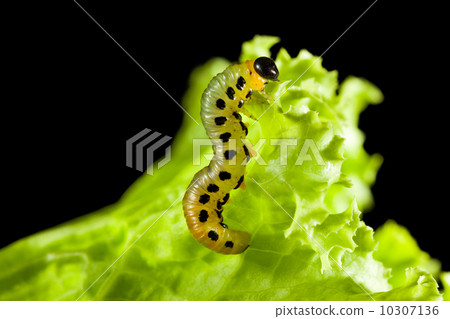 Macro of caterpillar climbing on leaf 10307136