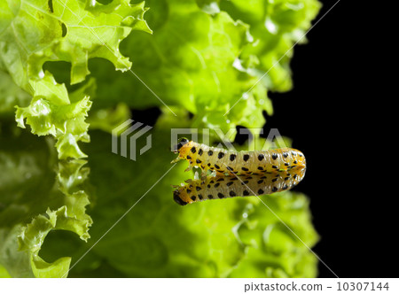 Caterpillar crawling to leaf 10307144
