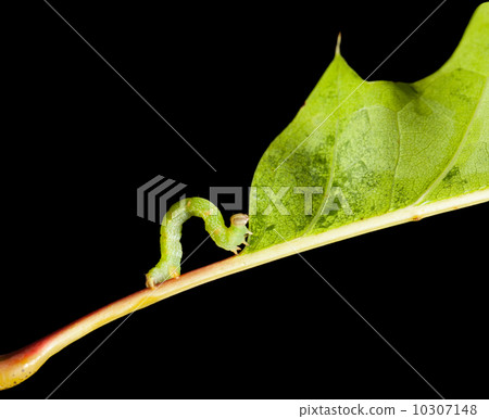 Side view of inchworm on oak leaf Side view of inchworm on oak leaf 10307148