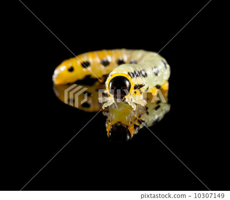 Macro of caterpillar over black 10307149