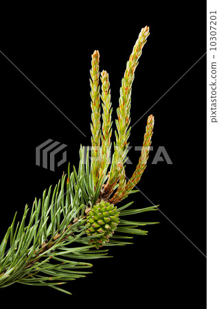 Pine twig with cone and buds 10307201